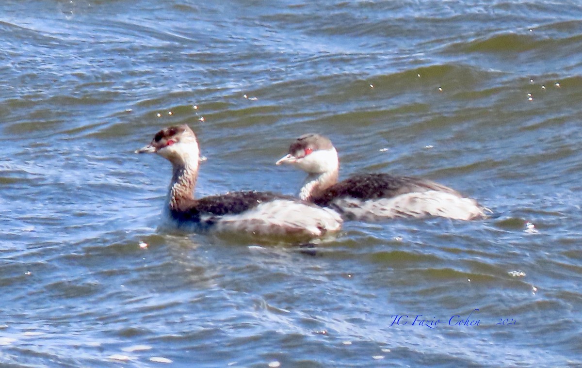 Horned Grebe - JC Fazio-Cohen