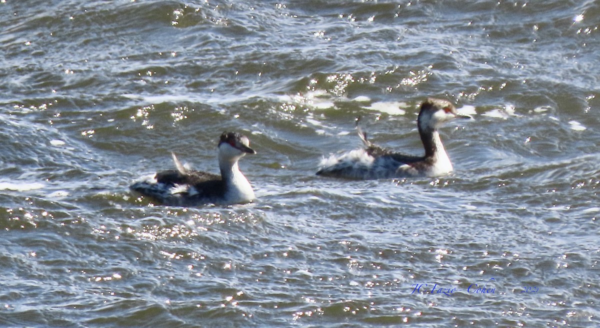 Horned Grebe - ML318056921