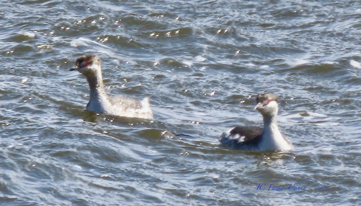 Horned Grebe - ML318056961