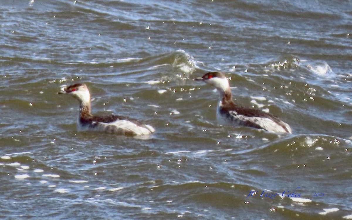 Horned Grebe - ML318056981