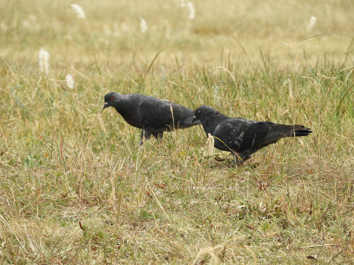 Rock Pigeon (Feral Pigeon) - ML318059941