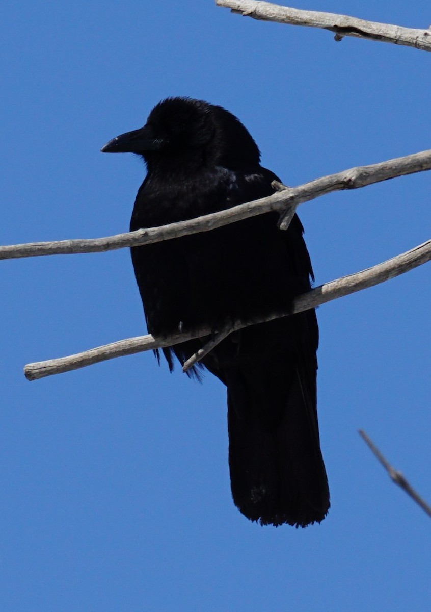 American Crow - linda p