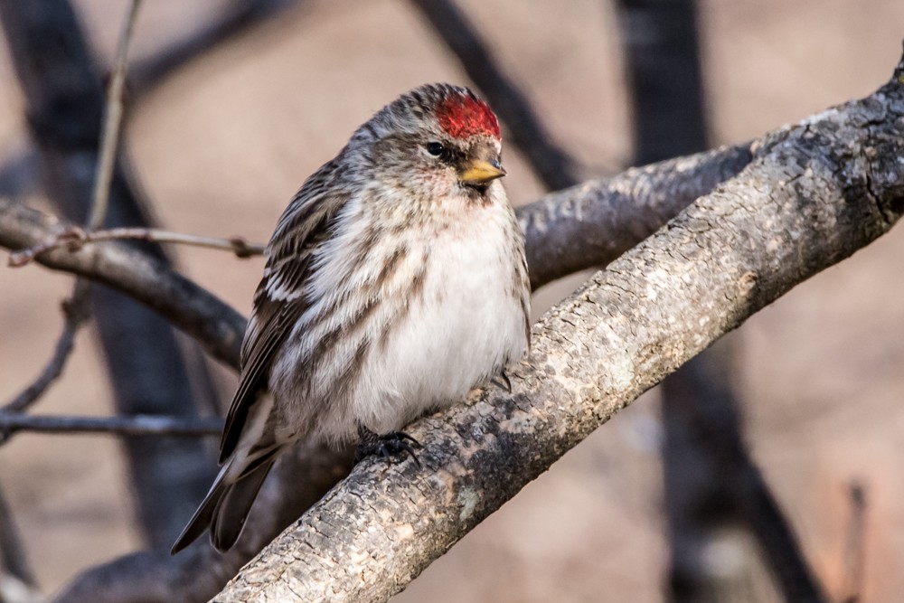 Common Redpoll - Jean-Guy Papineau