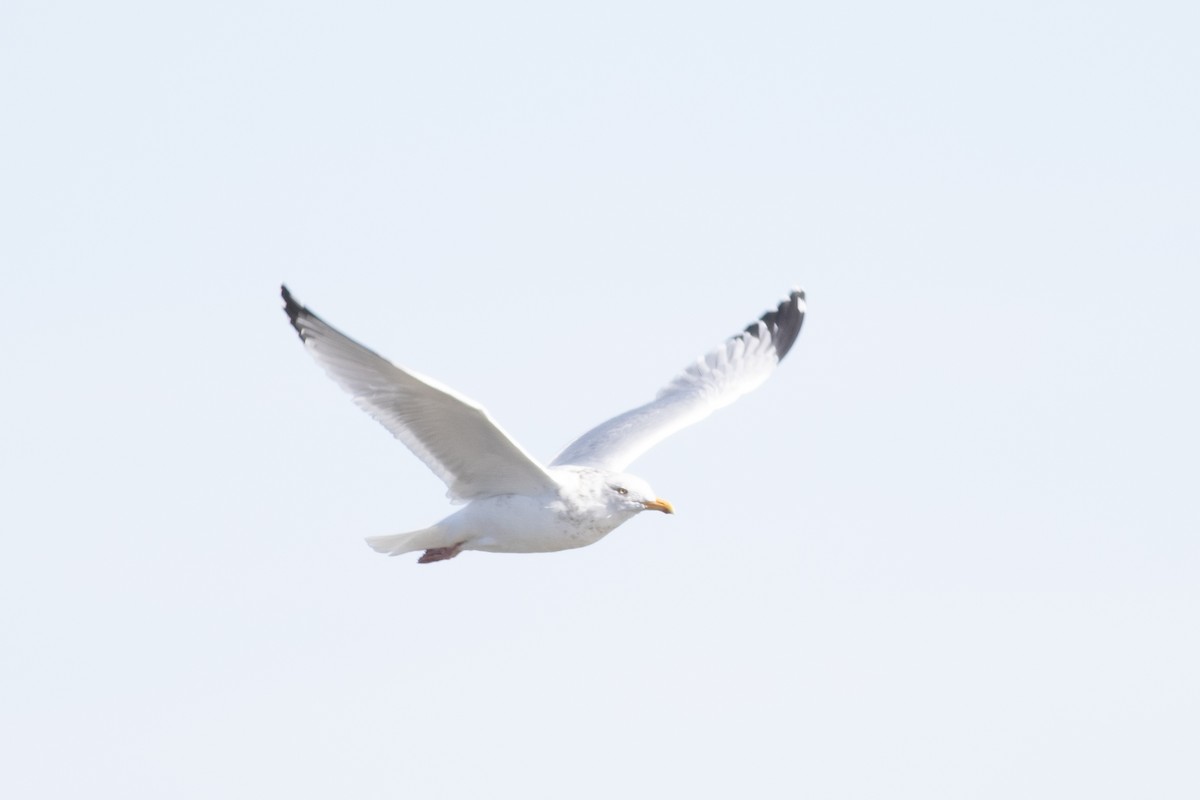 Herring Gull (American) - ML318061661
