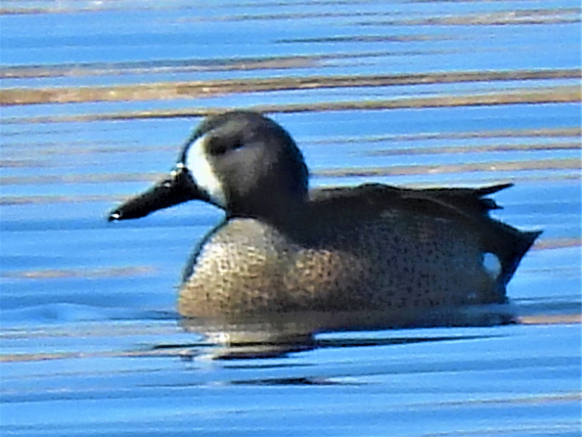 Blue-winged Teal - ML318062681