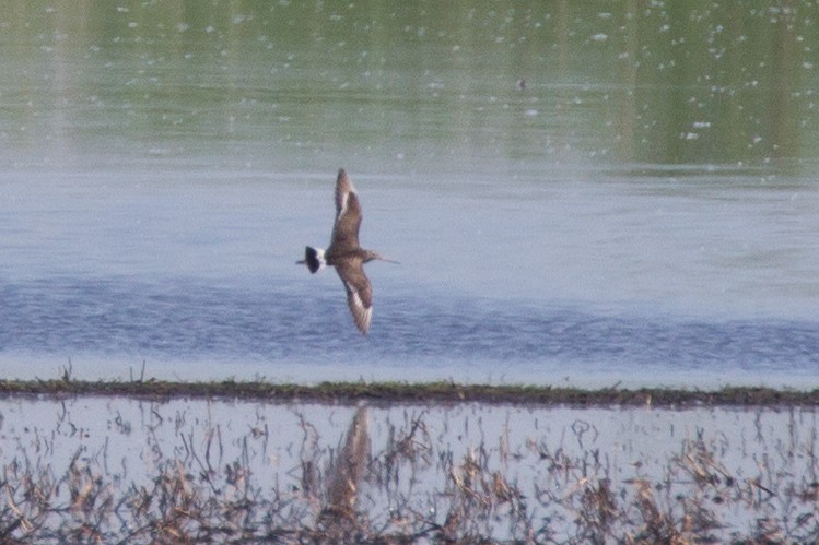 Hudsonian Godwit - ML31806281