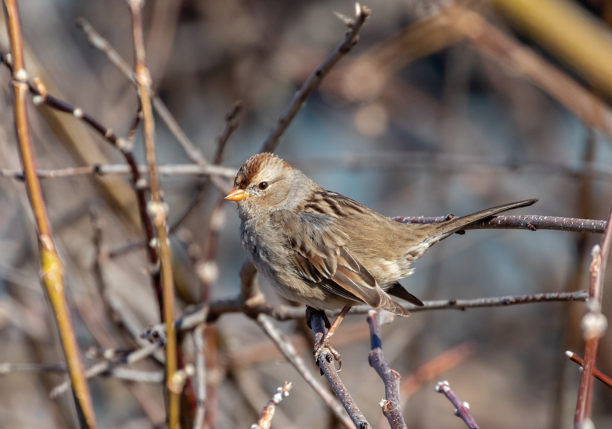 White-crowned Sparrow - ML318064101