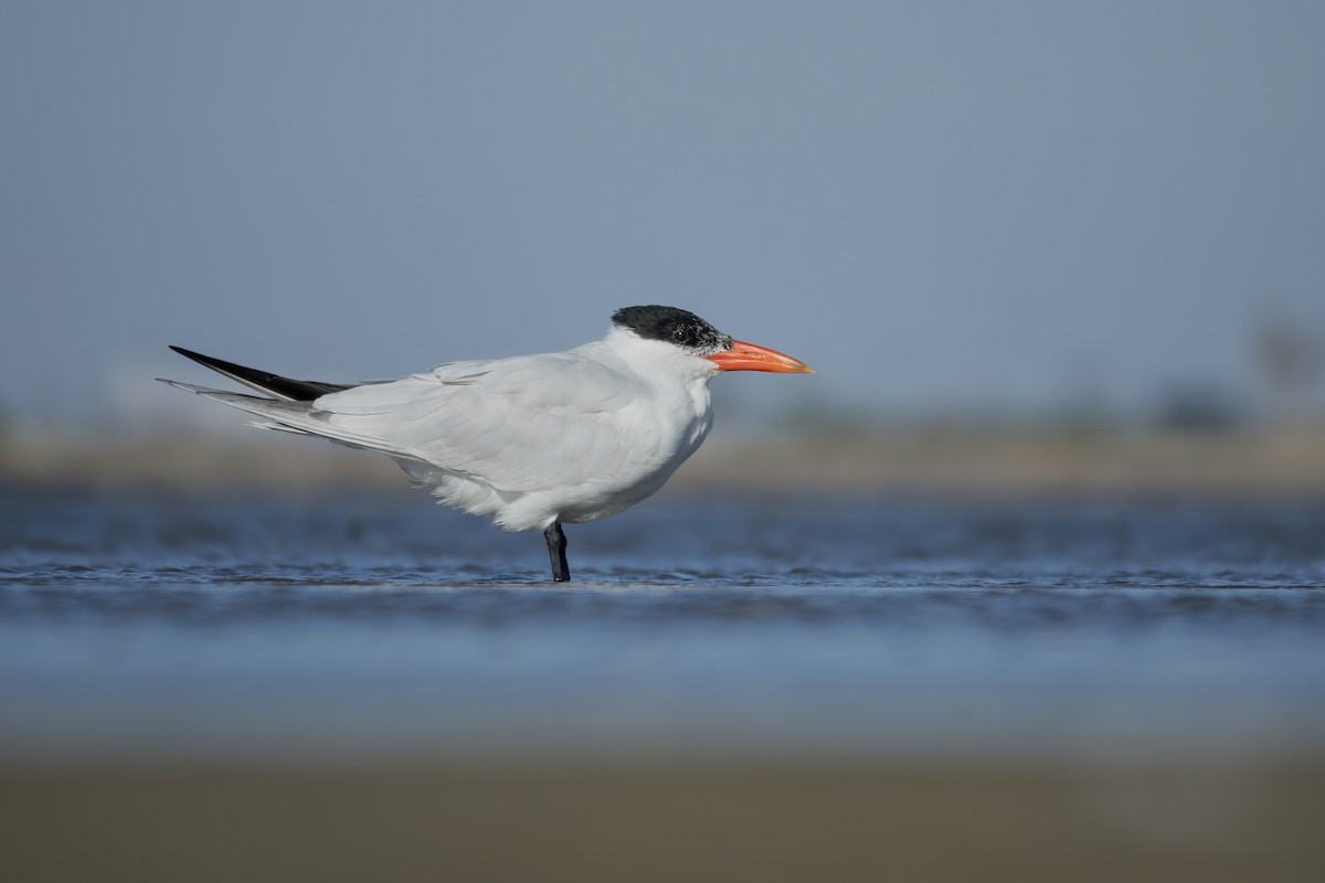 Caspian Tern - ML318064111