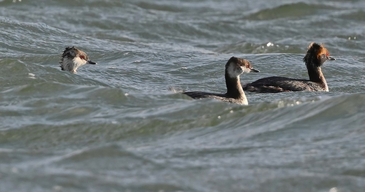 Horned Grebe - ML318064311