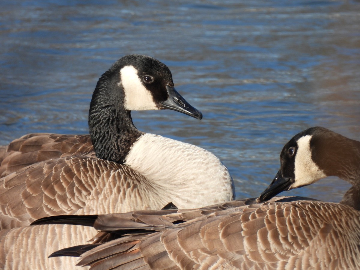 Canada Goose - ML318064371