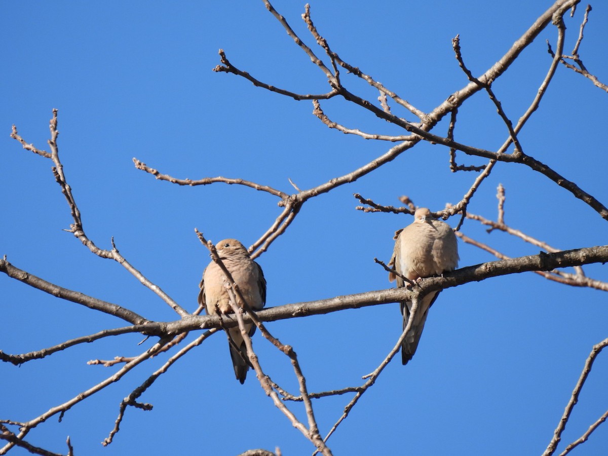 Mourning Dove - ML318064401