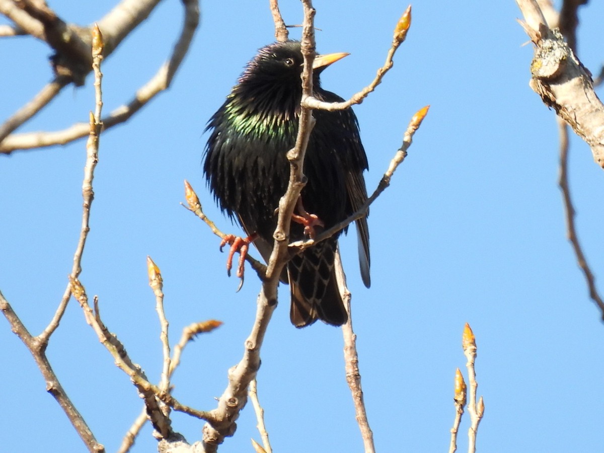 European Starling - ML318064451