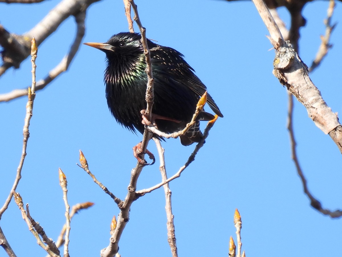 European Starling - ML318064501