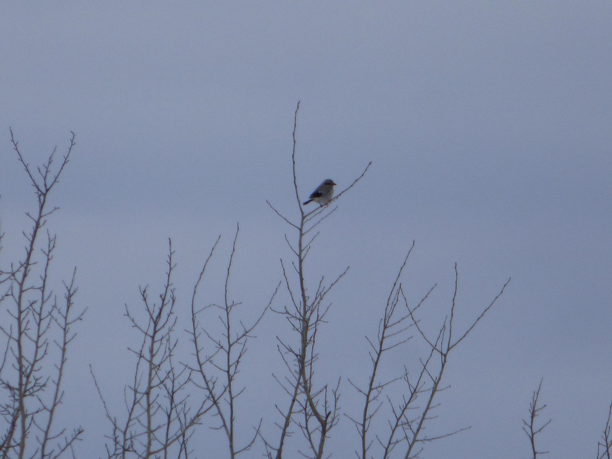 Northern Shrike - ML318064521