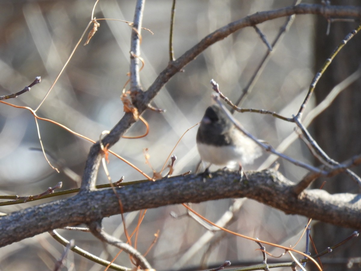 Dark-eyed Junco - ML318064611
