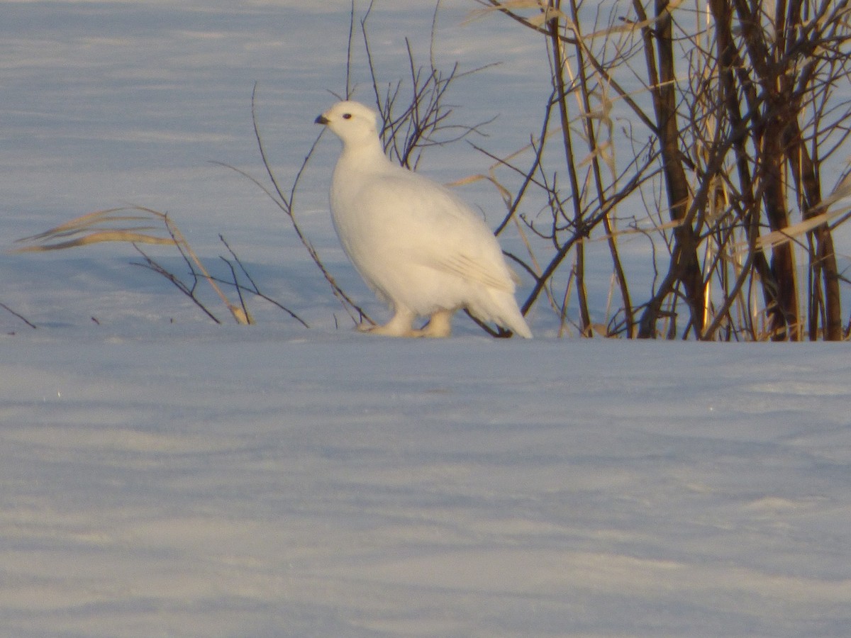 Willow Ptarmigan - ML318065621