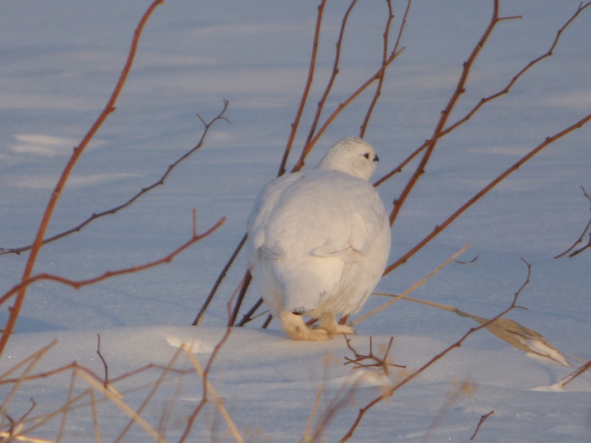 Willow Ptarmigan - ML318065631