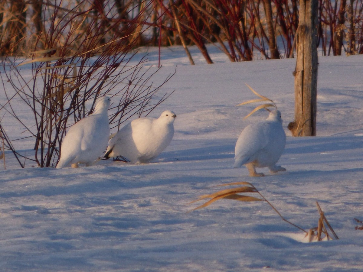 Willow Ptarmigan - ML318065661