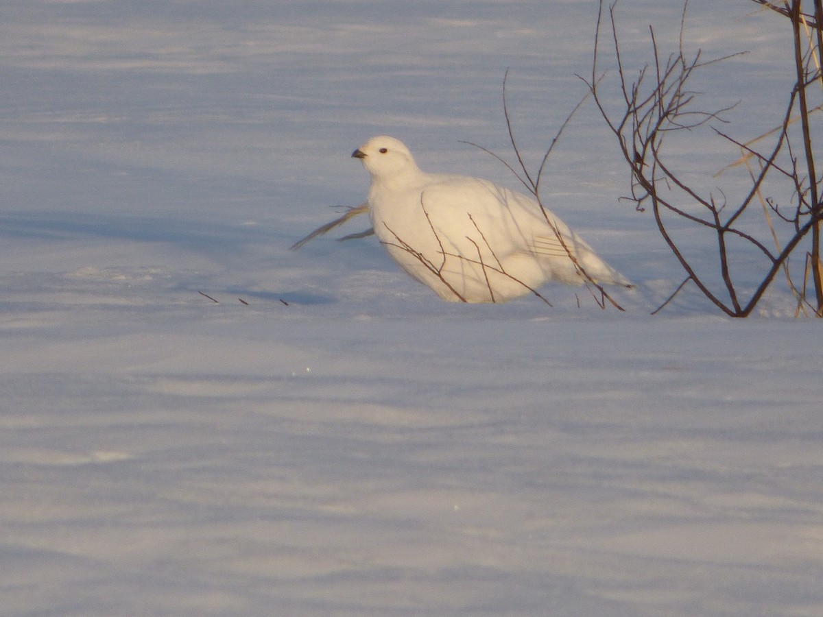 Willow Ptarmigan - ML318065671