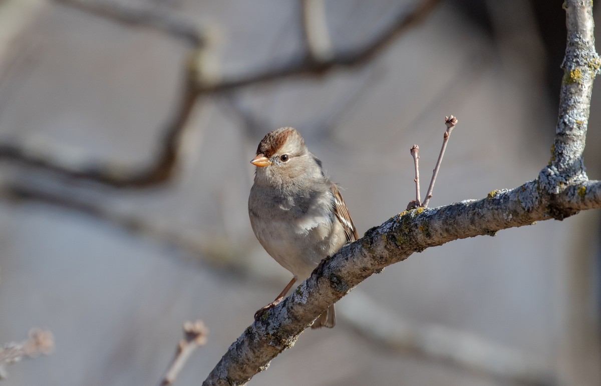 White-crowned Sparrow - ML318066421