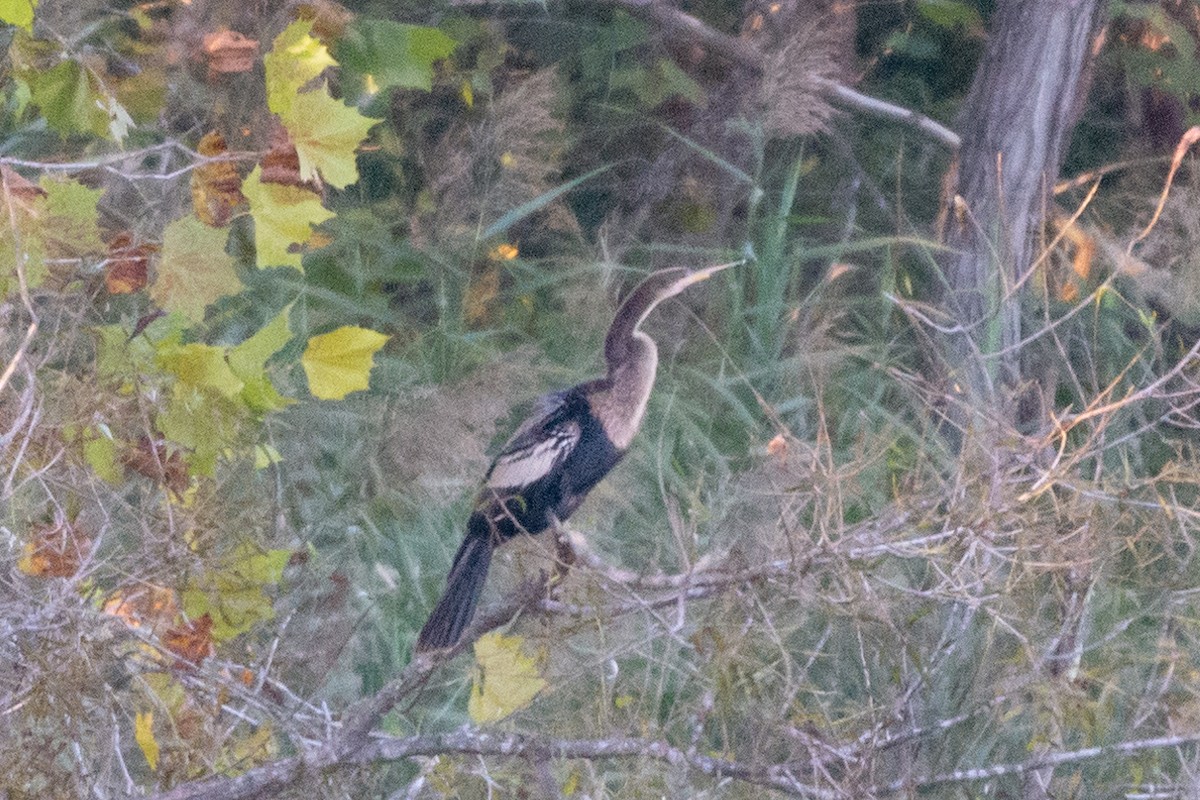 anhinga americká - ML318066701