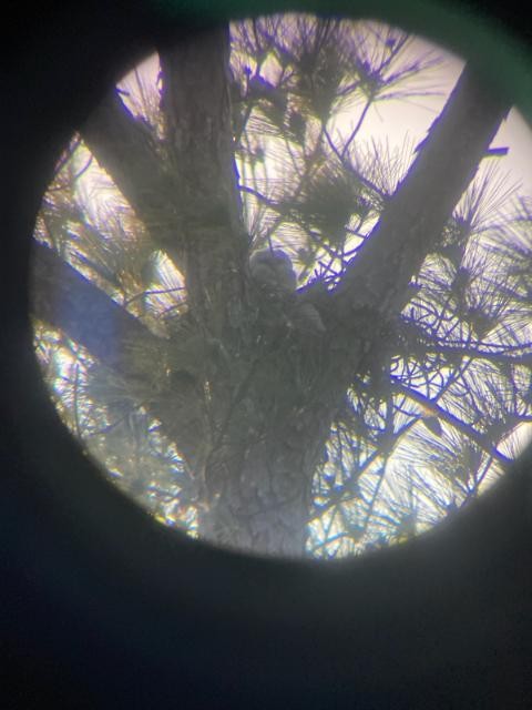 Great Horned Owl - ML318066931