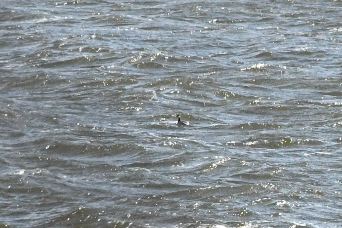 Horned Grebe - ML318067461