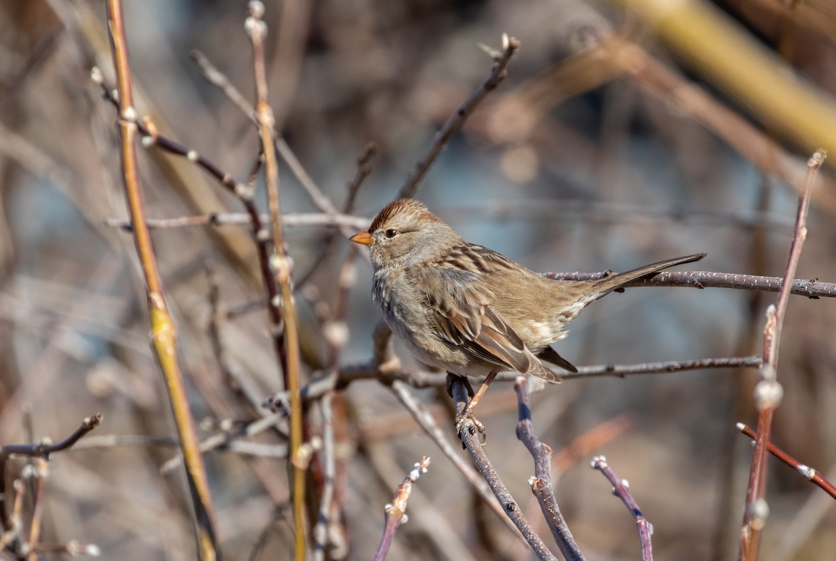 Bruant à couronne blanche - ML318068171