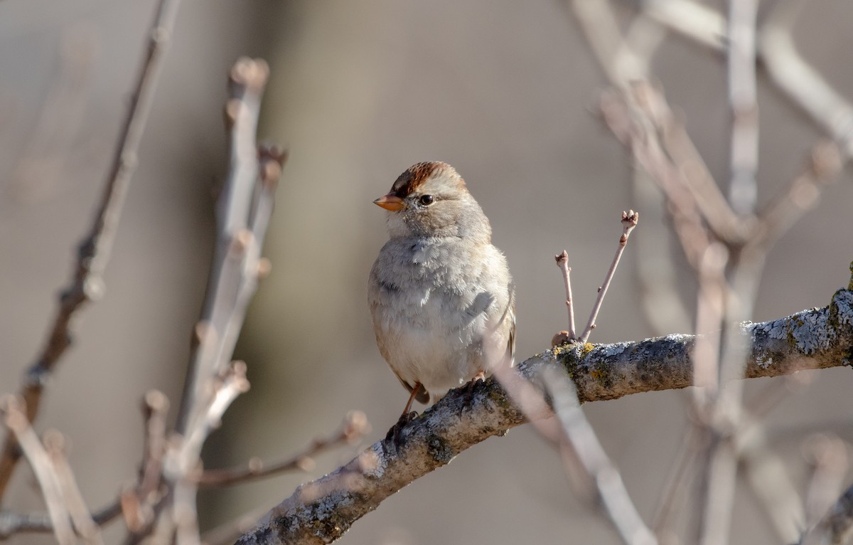 Bruant à couronne blanche - ML318068181