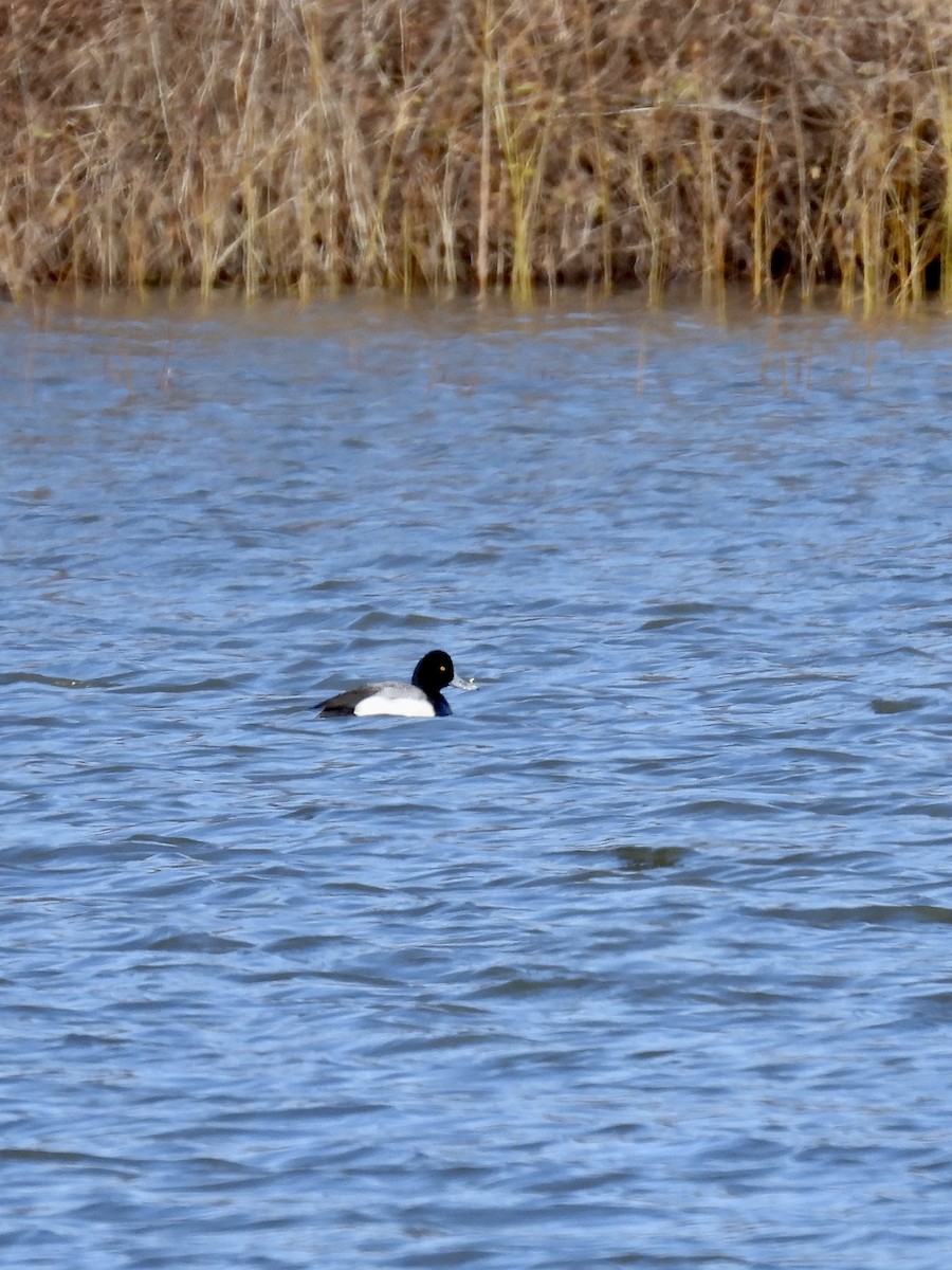 Lesser Scaup - Tracy Mosebey