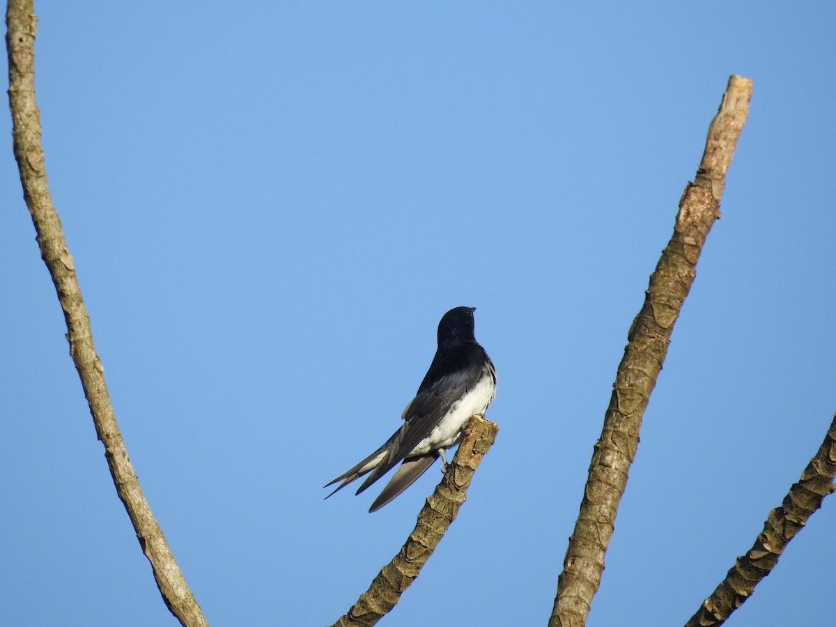 Gray-breasted Martin - Fernando Muñoz