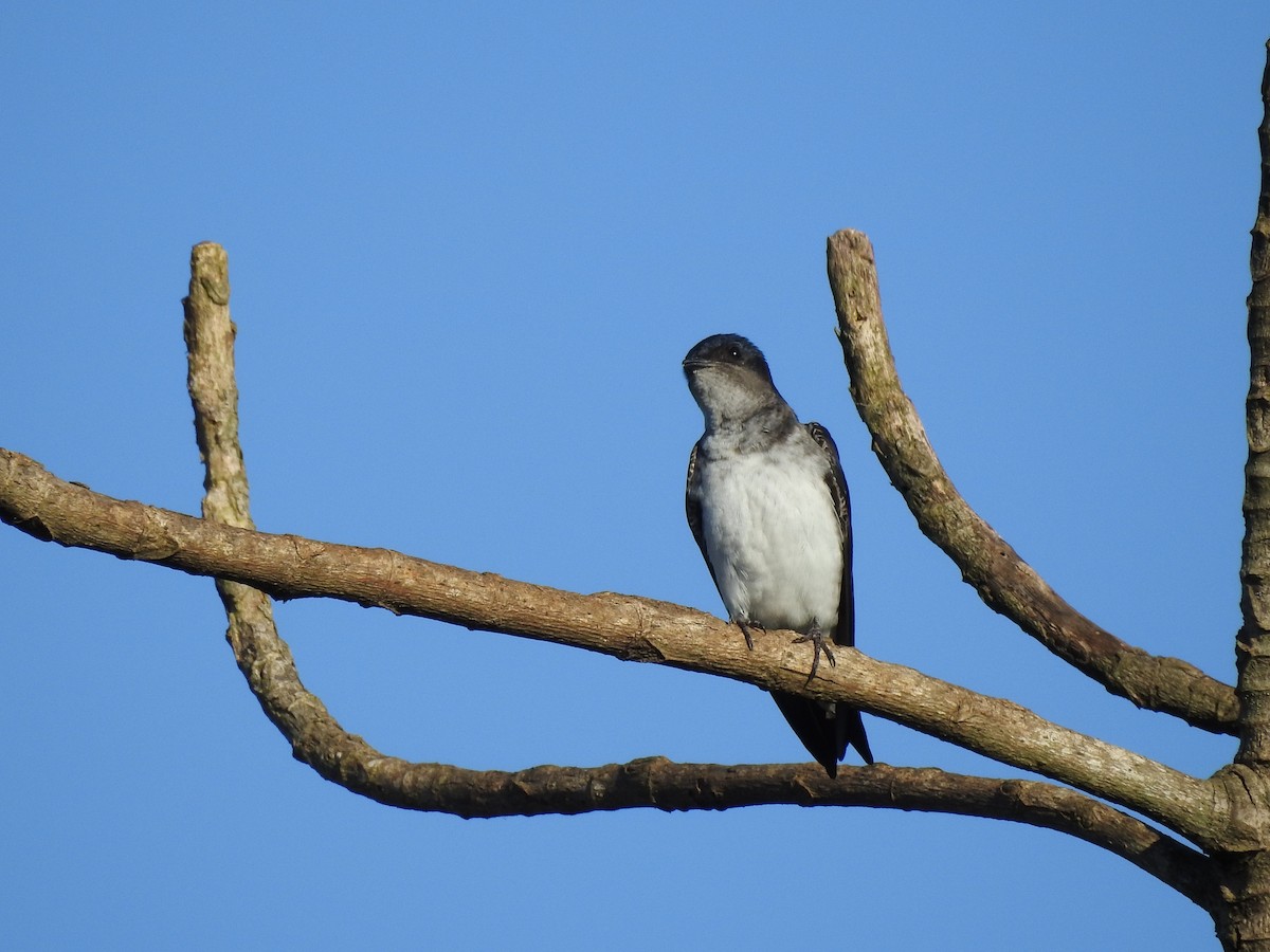 Gray-breasted Martin - Fernando Muñoz