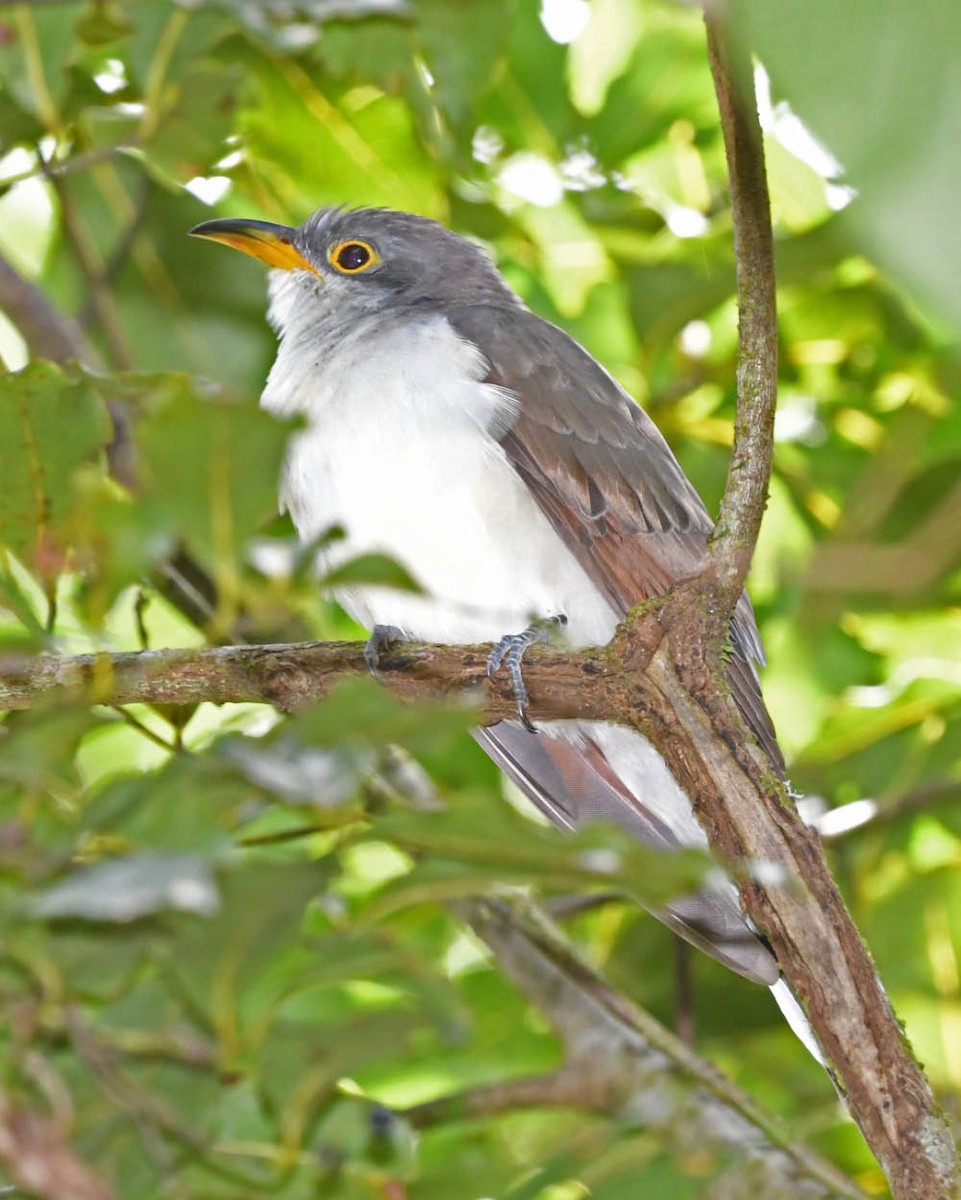 Yellow-billed Cuckoo - ML318072071