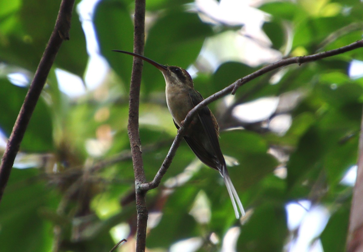 Long-tailed Hermit - ML318073021