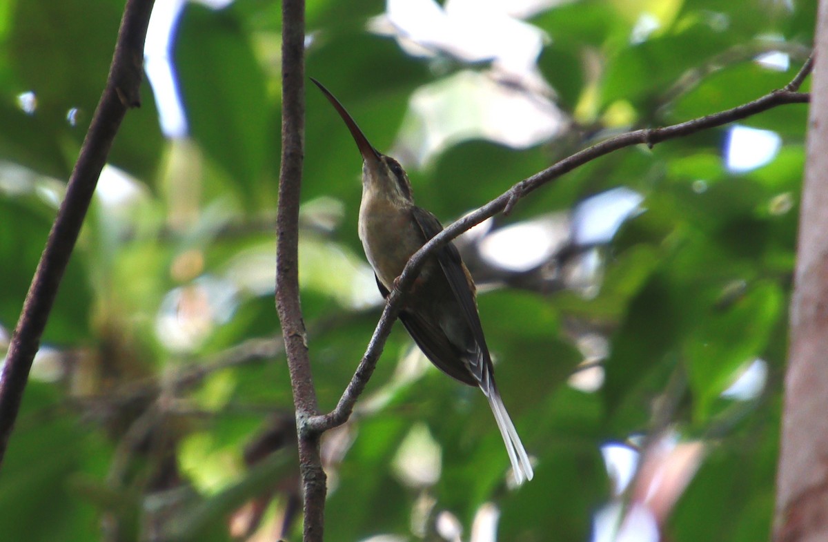 Long-tailed Hermit - ML318073031