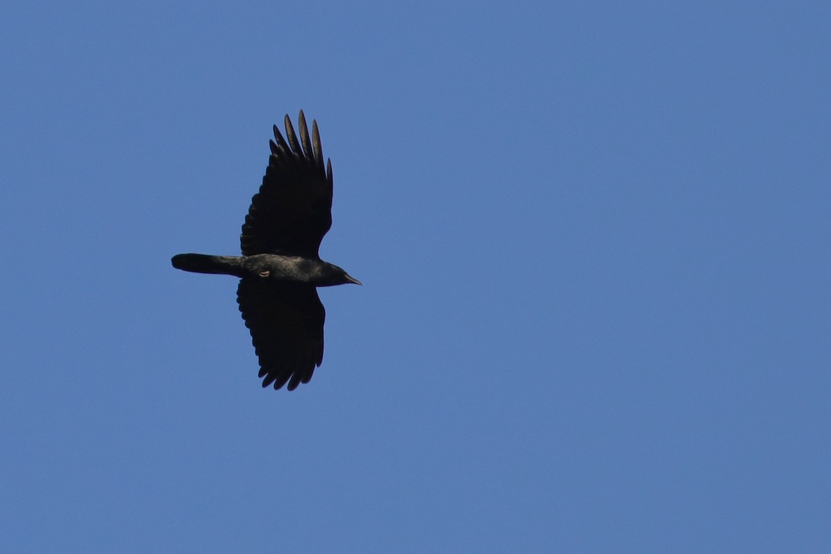 Fish Crow - ML318073281