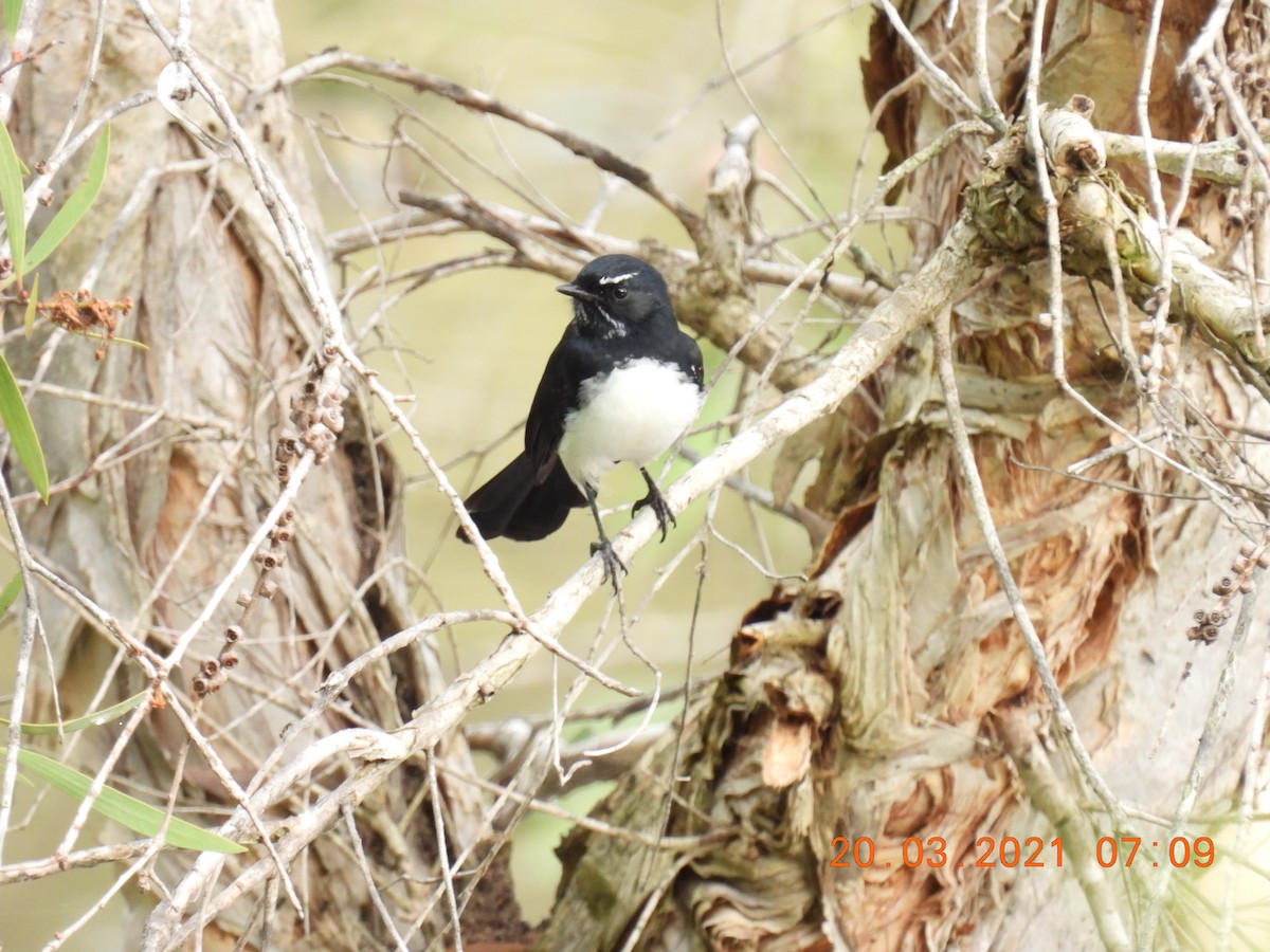 Willie-wagtail - ML318074581