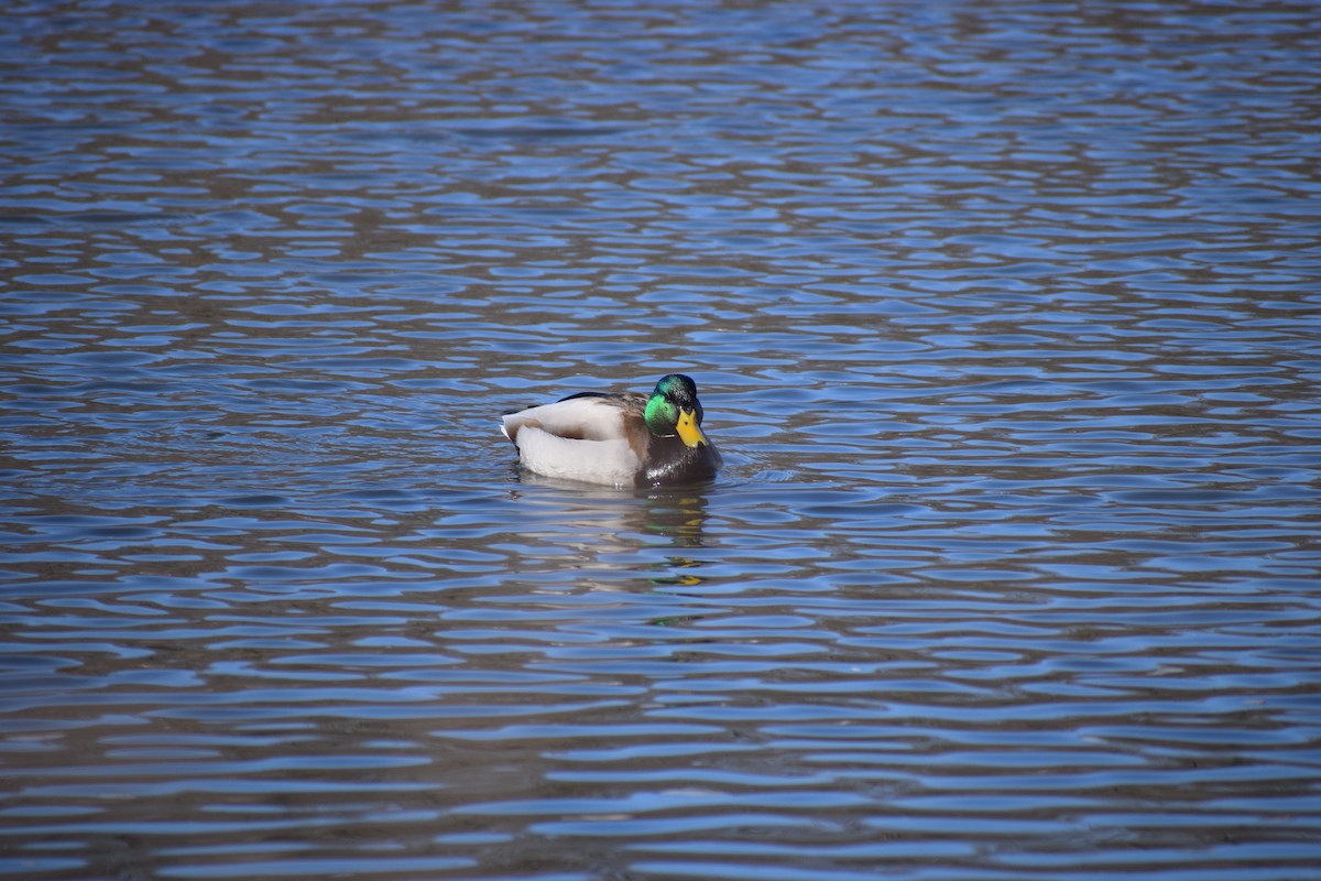 Mallard - ML318075291