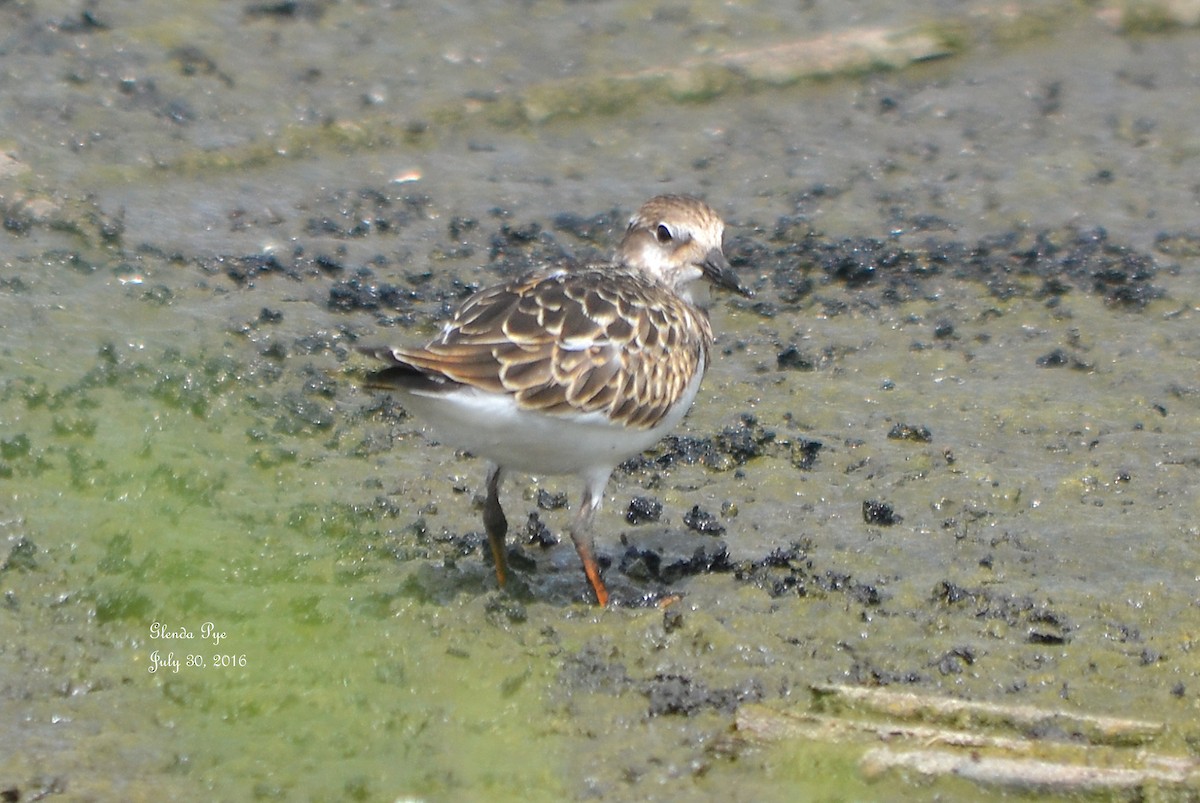 Ruddy Turnstone - ML31807651