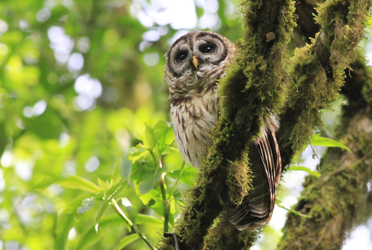 Fulvous Owl - Eric Antonio Martinez