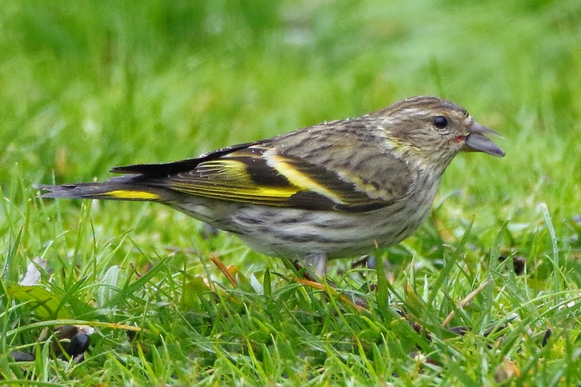 Pine Siskin - Keith Leland