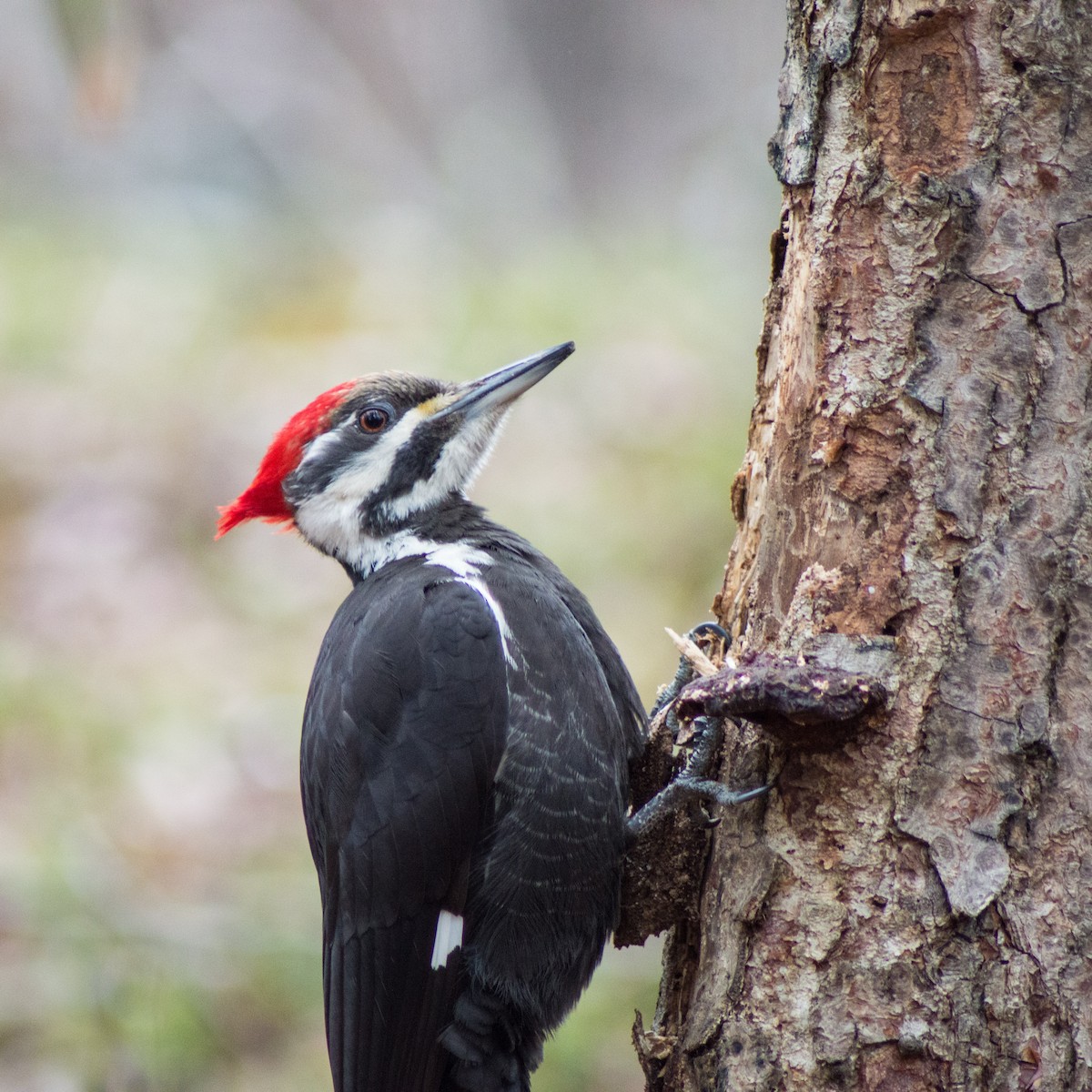 Pileated Woodpecker - ML318078131