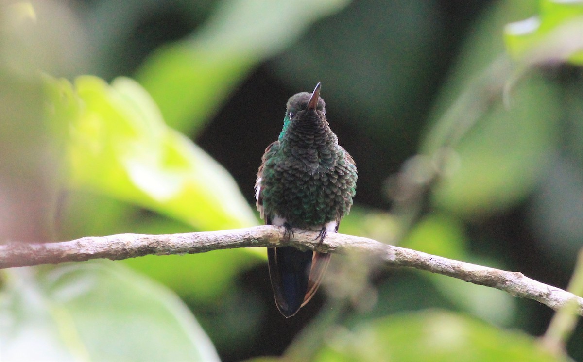 Blue-tailed Hummingbird - ML31808141