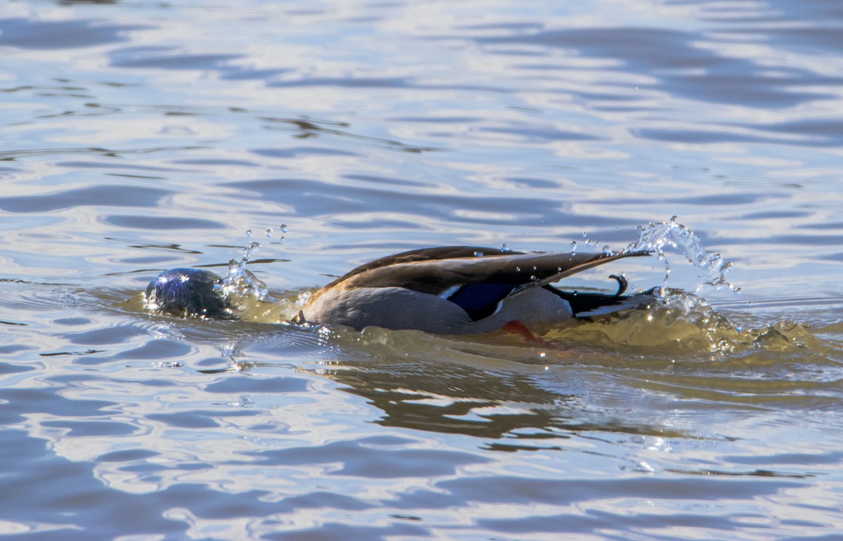 Canard colvert - ML318082231