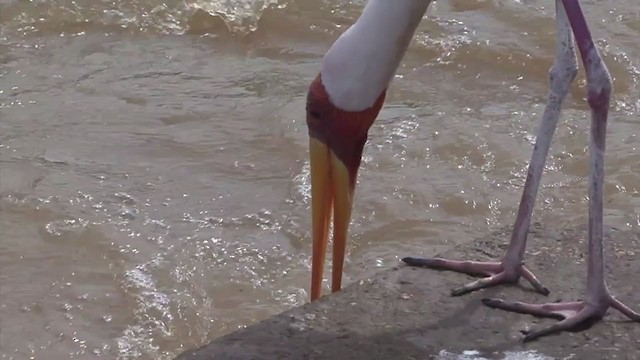 Yellow-billed Stork - ML318083561