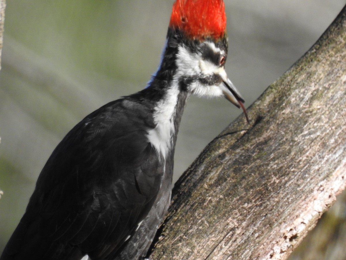 Pileated Woodpecker - ML318083661