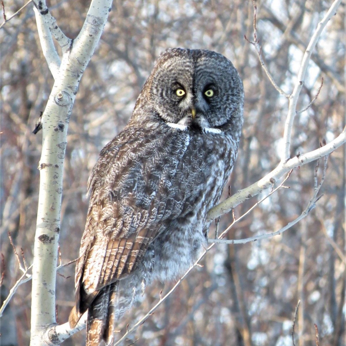 Great Gray Owl - ML318085901