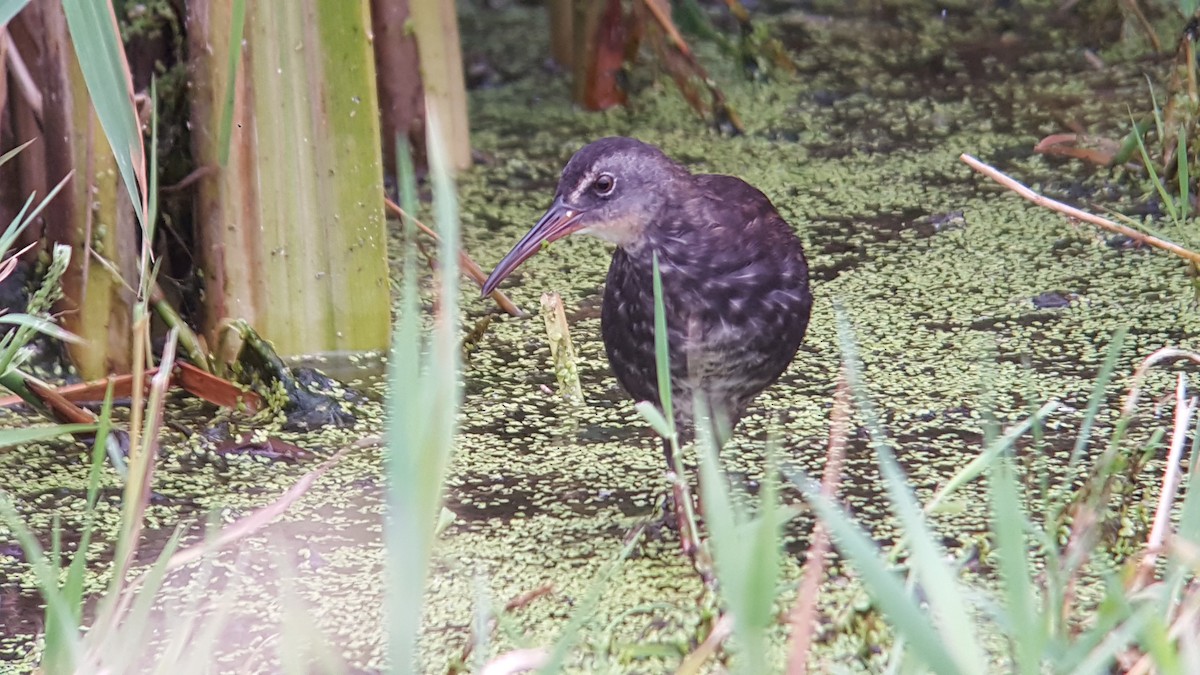 Virginia Rail - ML31808661