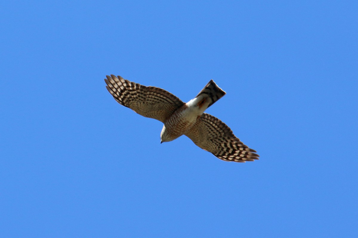 Sharp-shinned Hawk - ML318088801