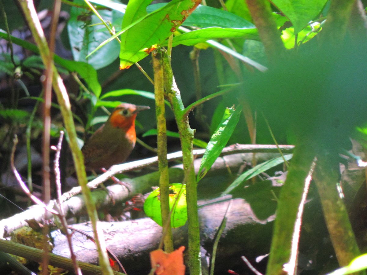 Song Wren - ML31809161